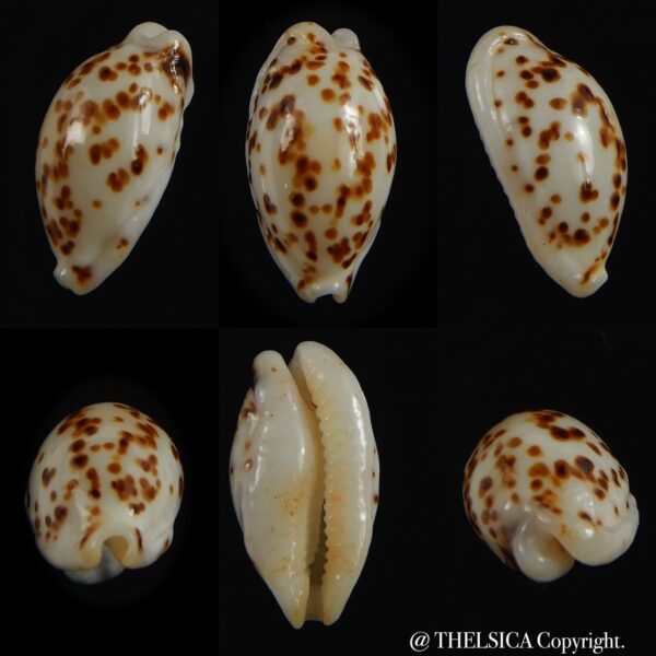 Rosaniella punctata N&R 12.51 mm Gem-0