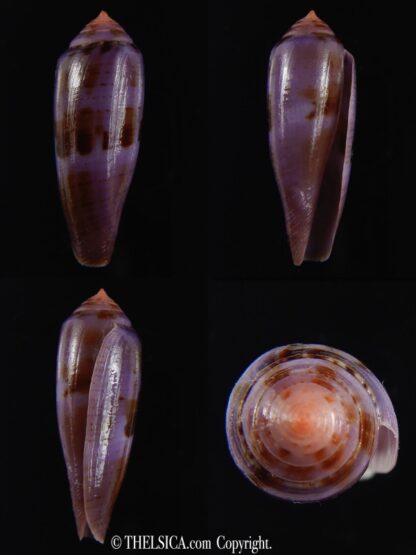Splinoconus viola 35.06 mm Gem-0