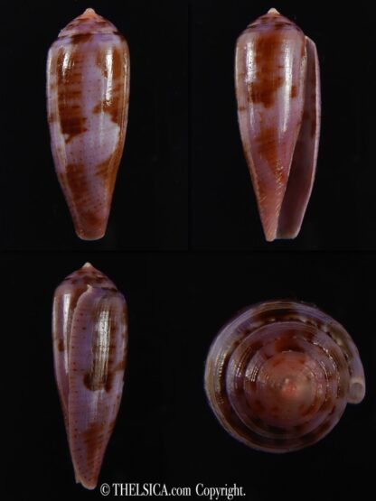 Splinoconus viola 35.20 mm Gem-0