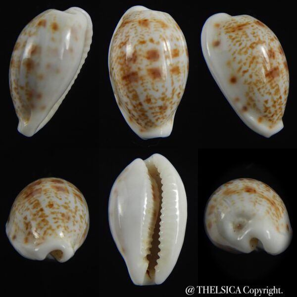 Talostolida pseudoteres 18.75 mm Gem-0