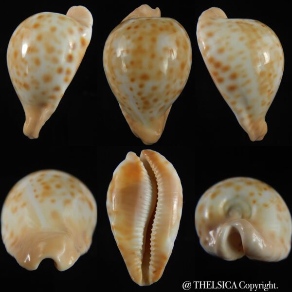 Umbilia capricornica capricornica ...64.58 mm Gem-0