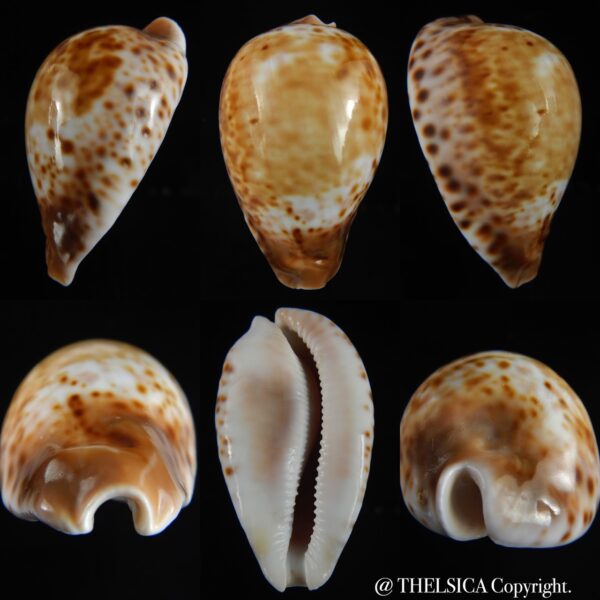 Umbilia hesitata hesitata... DWARF ,,, 74.12 mm Gem-0