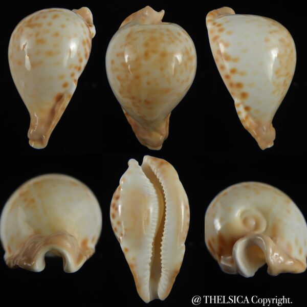 Umbilia petilirostris ..DWARF ... 65.30 mm Gem-0