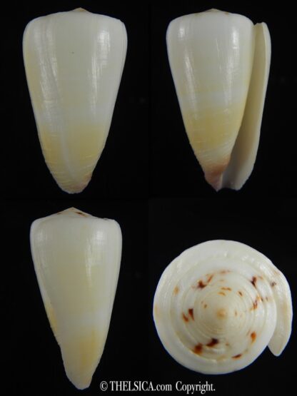 Vitulinoconus planorbis... Albino... 61.71 mm Gem-0