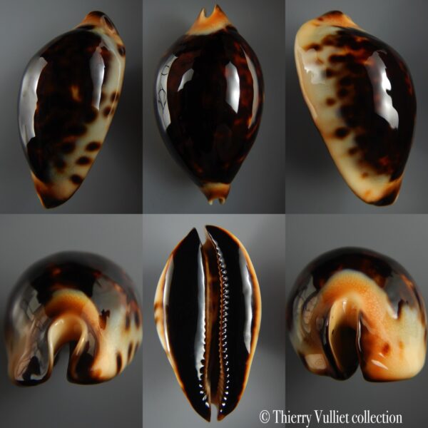 Zoila jeaniana praeclara 73.10 mm Gem -0