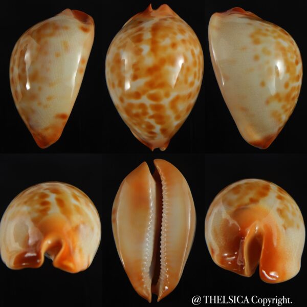 Zoila jeaniana walkeri 62.20 mm Gem -0