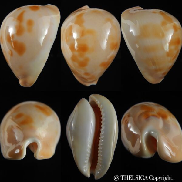 Zoila venusta roseopunctata ... Ginger/GOLDEN ... 73.69 mm Gem (-)-0