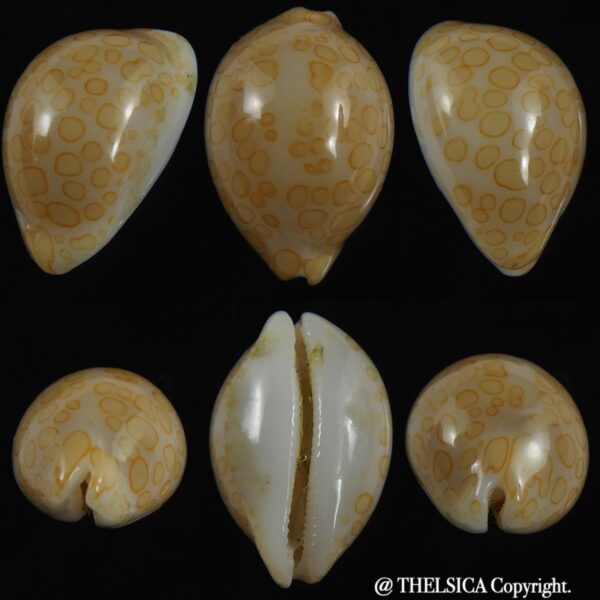 Annepona mariae .. New Caled.... 15.19 mm Gem-0