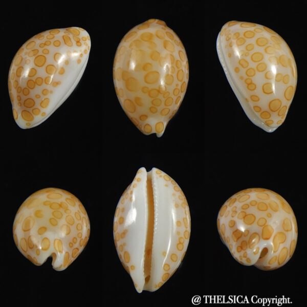 Annepona mariae .. Tuamotu... 13.80 mm Gem-0