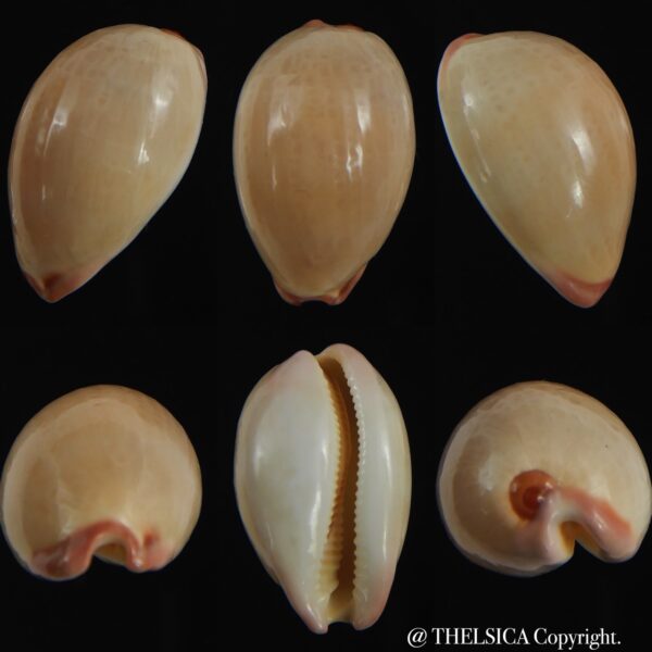 Austrocypraea reevei lorenzoi 29.22 mm ...Ex pisce ...-0