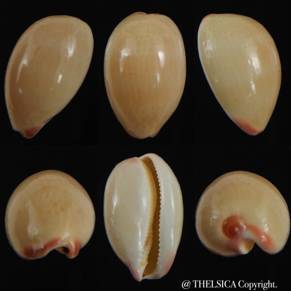 Austrocypraea reevei lorenzoi 29.23 mm EX pisce-0