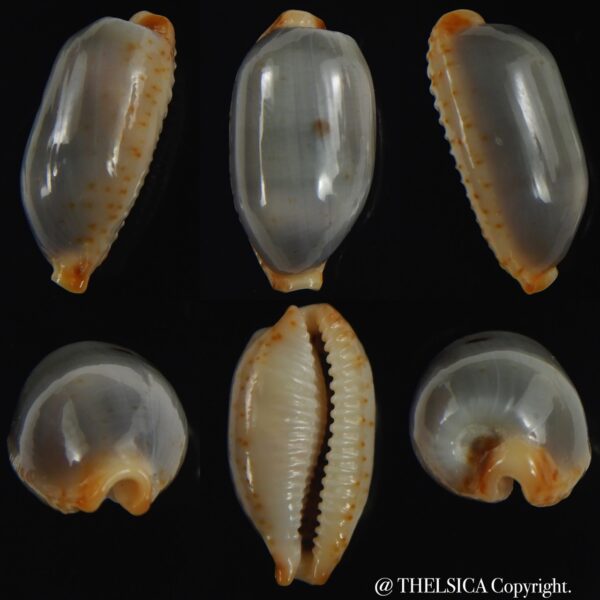 Bistolida stolida stolida.. no pattern ... 24.35 mm Gem -0
