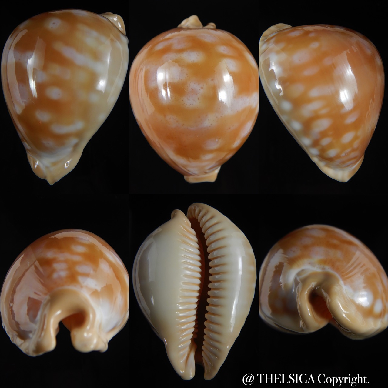Callistocypraea leucodon escotoi ..big size .. 79.92 mm Gem -0
