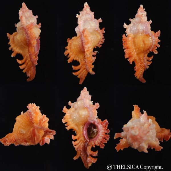 Chicoreus nobilis .. GIANT ... 59 mm Gem-0