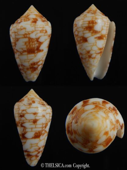 Conasprella (Ximeniconus) lucida 36.43 mm Gem-0