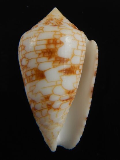 Conasprella (Ximeniconus) lucida 36.43 mm Gem-70918