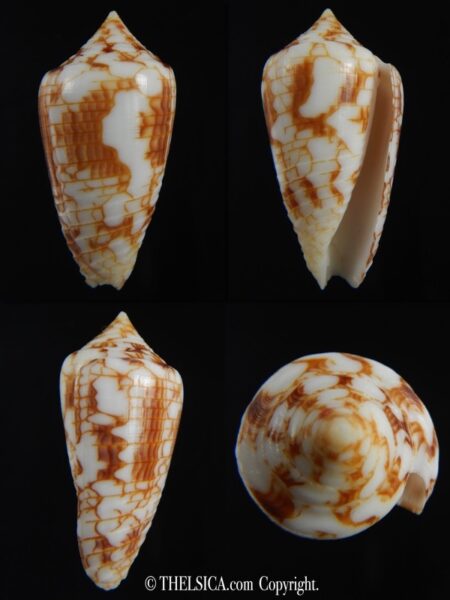 Conasprella (Ximeniconus) lucida 39.64 mm Gem-0