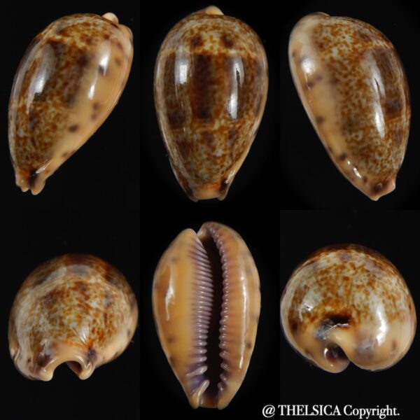 Contradusta walkeri surabayensis 26.35 mm Gem-0