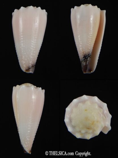 Conus cuyoensis ... ALBINO ... 32.57 mm Gem-0