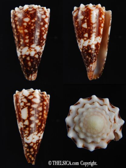 Conus cuyoensis ... SP colour ... 46.92 mm Gem-0