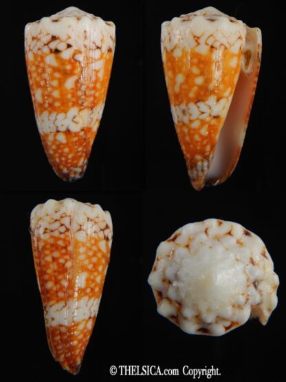 Conus cuyoensis .. Orange ...42.40 mm F+++/Gem -0