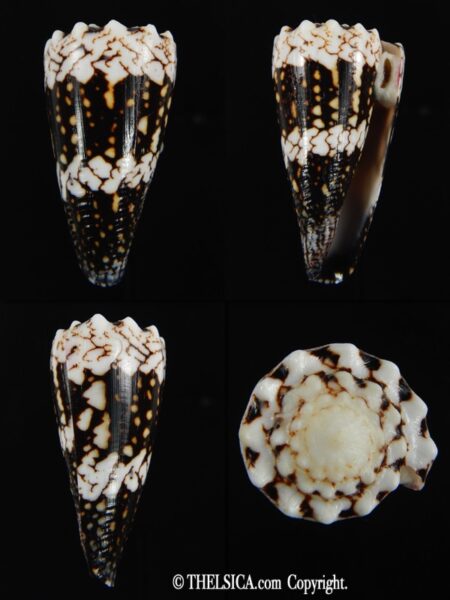 Conus cuyoensis .. Black ... 45.57 mm Gem-0
