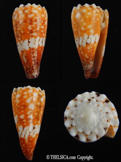 Conus cuyoensis .. Orange ...45.80 mm Gem-0