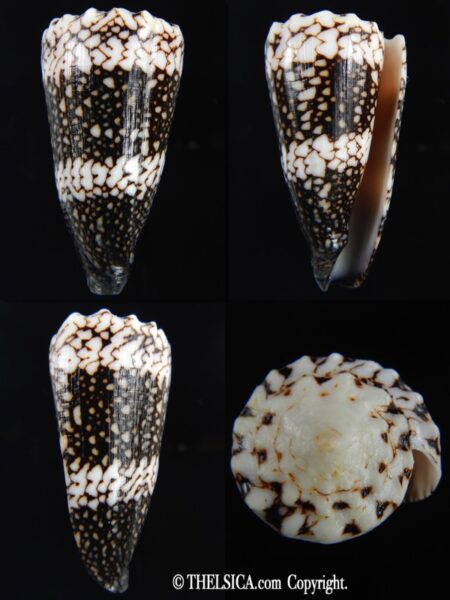 Conus vidua 58.80 mm Gem-0