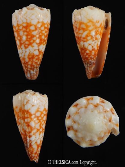 Conus vidua mozoii 35.68 mm Gem-0