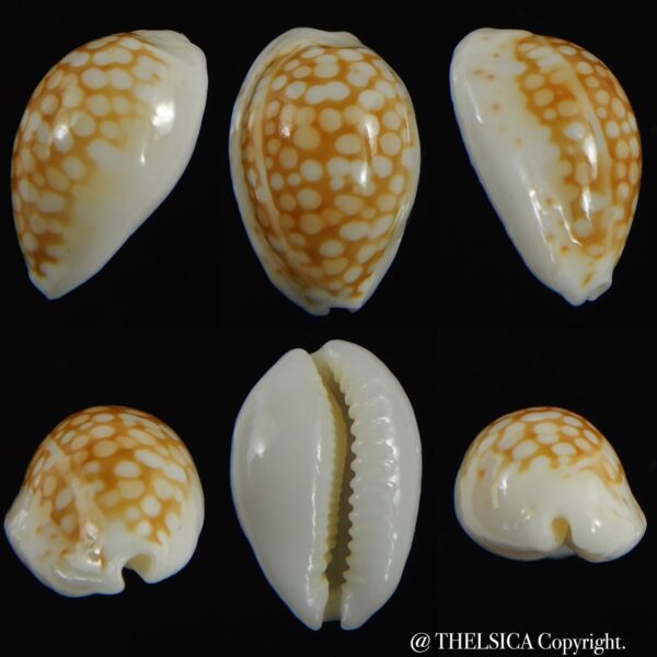 Cribrarula catholicorum 16.47 mm Gem-0