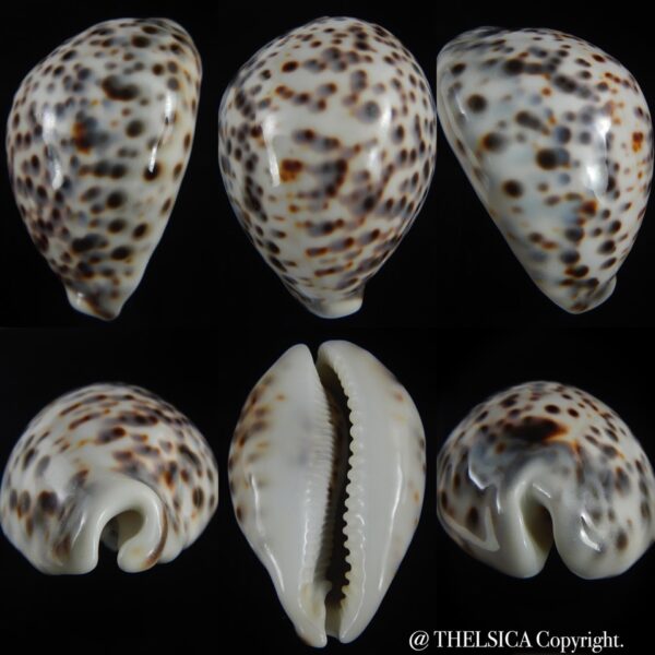 Cypraea tigris pardalis 86.83 mm Gem-0
