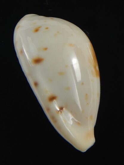 Palmadusta saulae nugata 22.18 mm F+++/Gem-71282