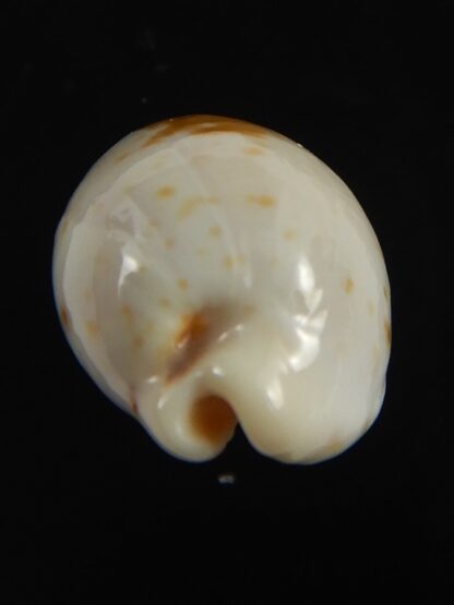 Palmadusta saulae nugata 22.18 mm F+++/Gem-71281