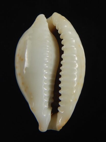 Bistolida brevidentata fluctuans 22.04 mm Gem-71147