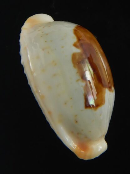 Bistolida brevidentata fluctuans 22.04 mm Gem-71148