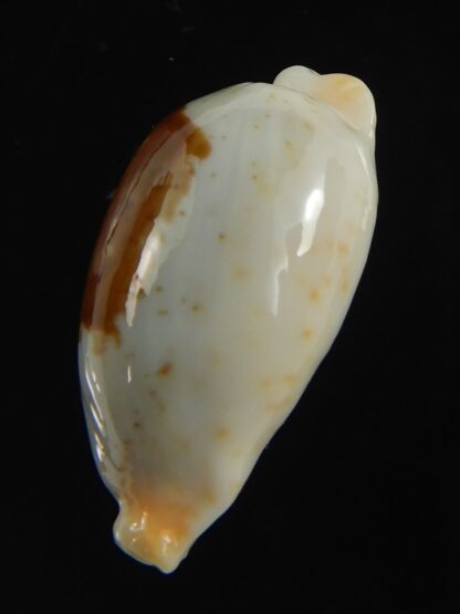 Bistolida brevidentata fluctuans 22.04 mm Gem-71150