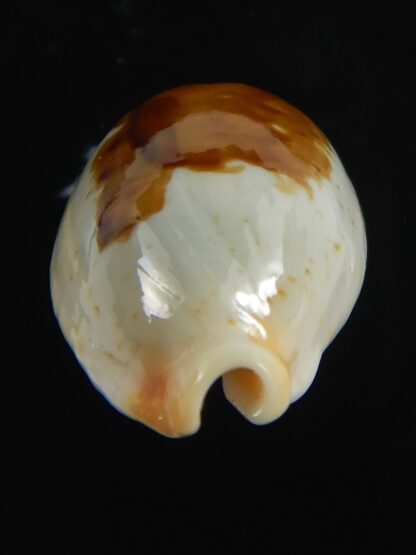 Bistolida brevidentata fluctuans 22.04 mm Gem-71149