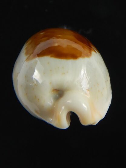 Bistolida brevidentata fluctuans 22.04 mm Gem-71146