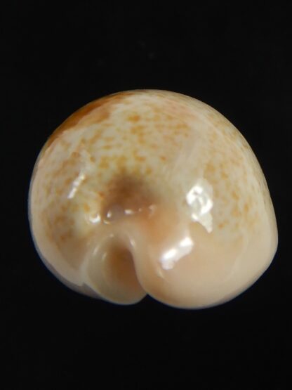 Erronea subviridis vaticina 25.20 mm Gem -71175