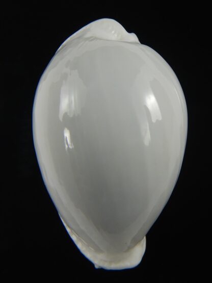 Naria eburnea eburnea... GIANT ... 47.36 mm Gem -71032