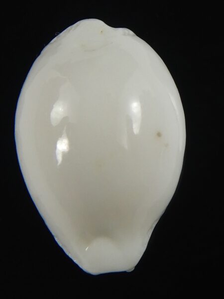 Naria eburnea eburnea ... SP ... 26.89 mm Gem (-)-71183