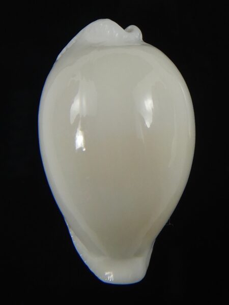Naria eburnea eburnea... DWARF 34.11 mm Gem-71060