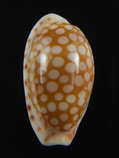 Cribrarula cribellum 19.43 mm Gem-71157