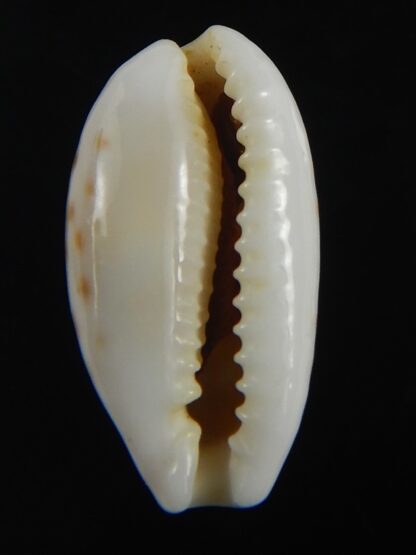 Cribrarula cribellum 19.43 mm Gem-71161