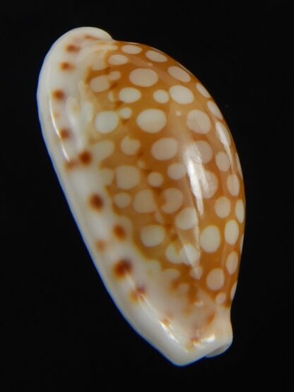 Cribrarula cribellum 19.43 mm Gem-71159