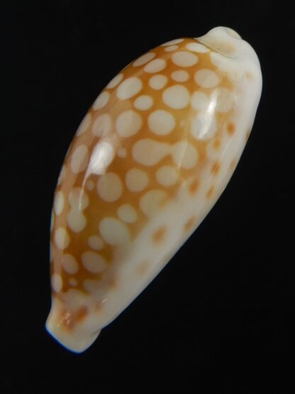 Cribrarula cribellum 19.43 mm Gem-71158