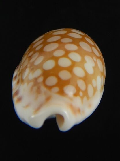 Cribrarula cribellum 19.43 mm Gem-71160