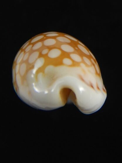 Cribrarula cribellum 19.43 mm Gem-71156