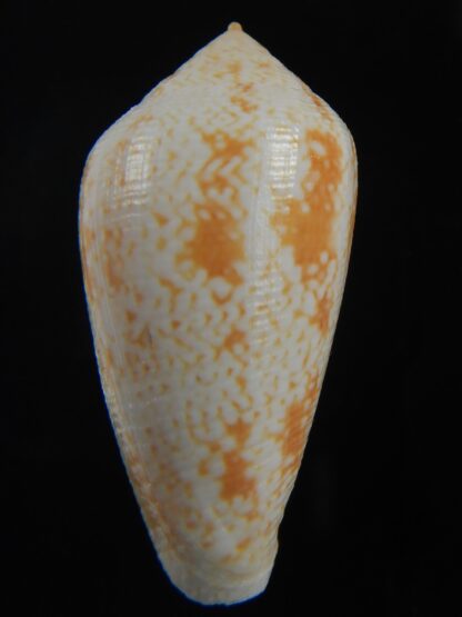 Floraconus cocceus 46.57 mm Gem -70944