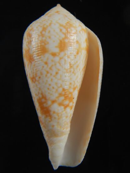 Floraconus cocceus 46.57 mm Gem -70942